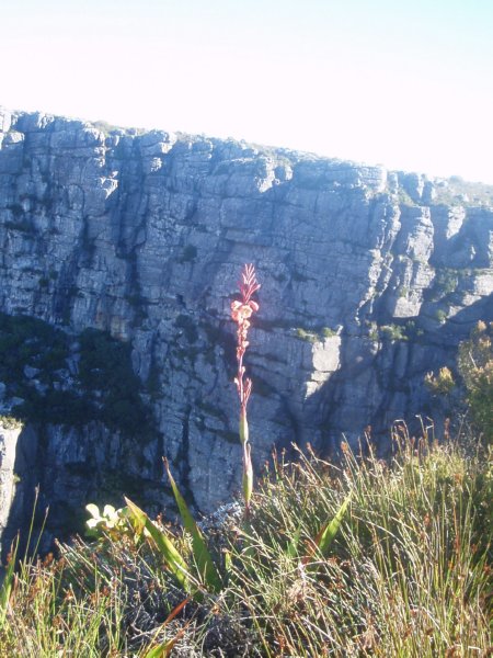KeHa_in_South_Africa - 243